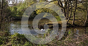 Erft scenery and swan enjoying the morning sun