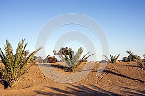 Erg Chebbi with camels, Merzouga, Morocco
