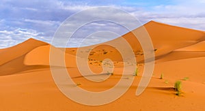 Erg Chebbi sand dunes in Moroccan desert in the morning photo