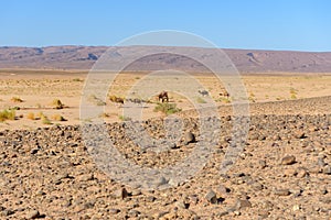 Erg Chebbiin Desert of Sahara, Marruecos