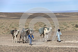 ERG CHIGAGA, MOROCCO - OCTOBER 20 2020: Camel caravan in Sahara Desert, Africa.