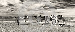 ERG CHIGAGA  MOROCCO - OCTOBER 20 2020: Camel caravan in Sahara Desert  Africa.