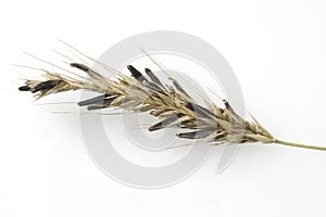 Ergot fungus  Claviceps purpurea