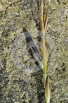 Ergot fungus on grass