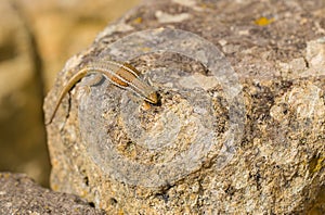 Erhard`s Wall Lizard at Perperikon ruins