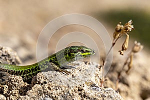 Erhard\'s Wall Lizard (Podarcis erhardii naxensis) sitting on a stones close-up in a sunny day