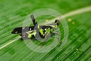 Erianthus serratus The Monkey grasshoppers
