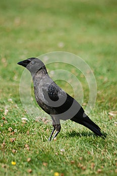 Eric the Jackdaw