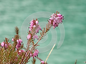 Erica along the Sylvensteinsee