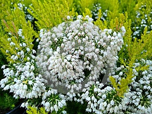 Erica arborea `Estrella Gold`