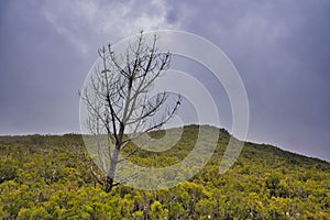 Erica arborea L. forest in Madeira Portugal with clouds