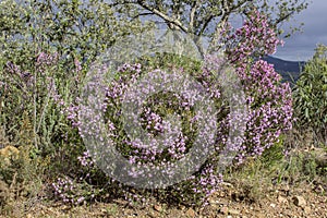 Erica australis in Ria Formosa natural park Algarve.