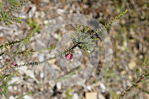 Erica baueri, Bridal Heath