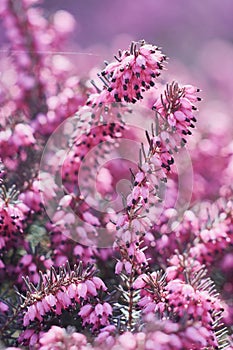 Erica Calluna vulgaris pink