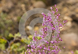 Erica canescens fynbos flower photo