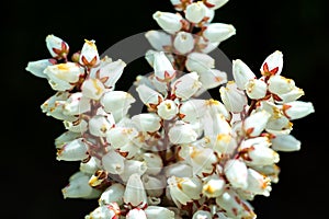 Erica carnea in bloom photo