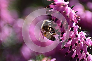 Erica Carnea in bloom with a wild bee