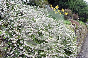 Erica carnea, flowering subshrub plant also known as Springwood White, Winter Heath, Snow Heath, and Heather