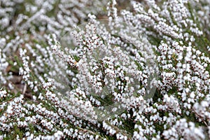 Erica carnea, flowering subshrub plant also known as Springwood White, Winter Heath, Snow Heath, and Heather