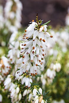 Erica carnea forma alba `Isabell`