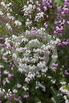 Erica carnea shrub in bloom