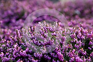 Erica carnea spring alpine heath violet flowers on a sunny day