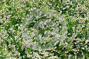 Erica carnea, the winter heath in the garden photo