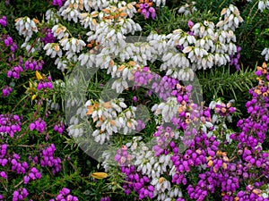Erica cinerea, Bell heather, Purple and white, latter said to be lucky.