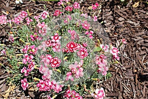 Bell heather