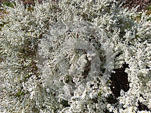 Erica formosa. White flowers. Spring flowering.