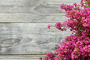 Erica gracilis on wooden background with copy space