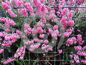 Erica grassy, Erica carnea