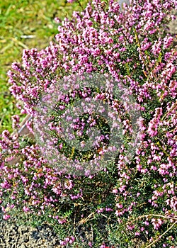 Erica grassy Erica carnea L..  Spring