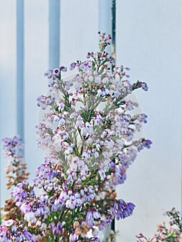 Erica lusitanica. Spanish heath with white wooden fence.