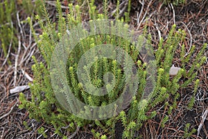 Erica multiflora plants