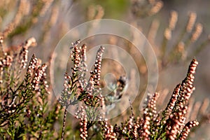 Erica scoparia L. BruyÃ¨re Ã  balais, Brande