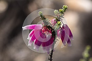 Erica versicolor fynbos flower karoo africa