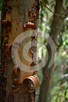 Ericaceae peeling bark closeup in HuascarÃ¡n National Park