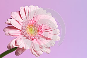Erie of pink gerbera flower with waterdrops