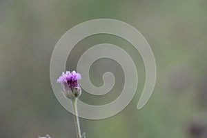 Erigeron acer is a widespread herbaceous plant.