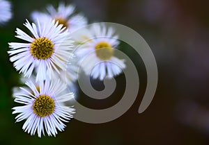 Erigeron Alpinus