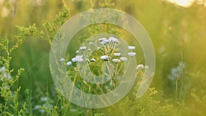 Erigeron Annuus backlit with sunrise