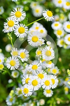 Erigeron annuus closeup