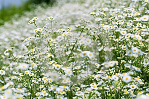 Erigeron annuus photo