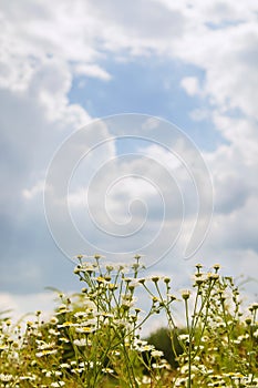 Erigeron annuus flowers in field against cloudy sky in summer