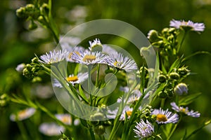 Erigeron annuus known as annual fleabane, daisy fleabane, or eastern daisy fleabane