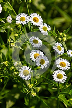 Erigeron annuus known as annual fleabane, daisy fleabane, or eastern daisy fleabane