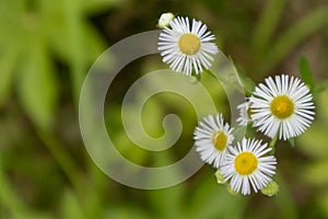 Erigeron annuus L. Pers.