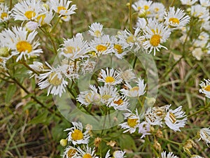 Erigeron annuus plant flowers in the nature