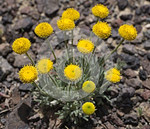 Erigeron Aphanactis